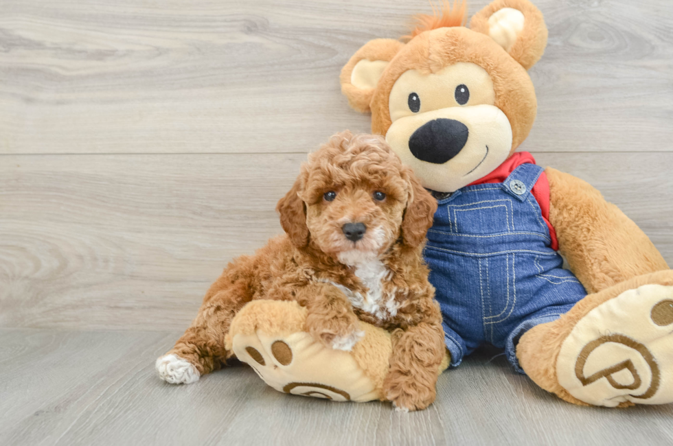 6 week old Poodle Puppy For Sale - Puppy Love PR