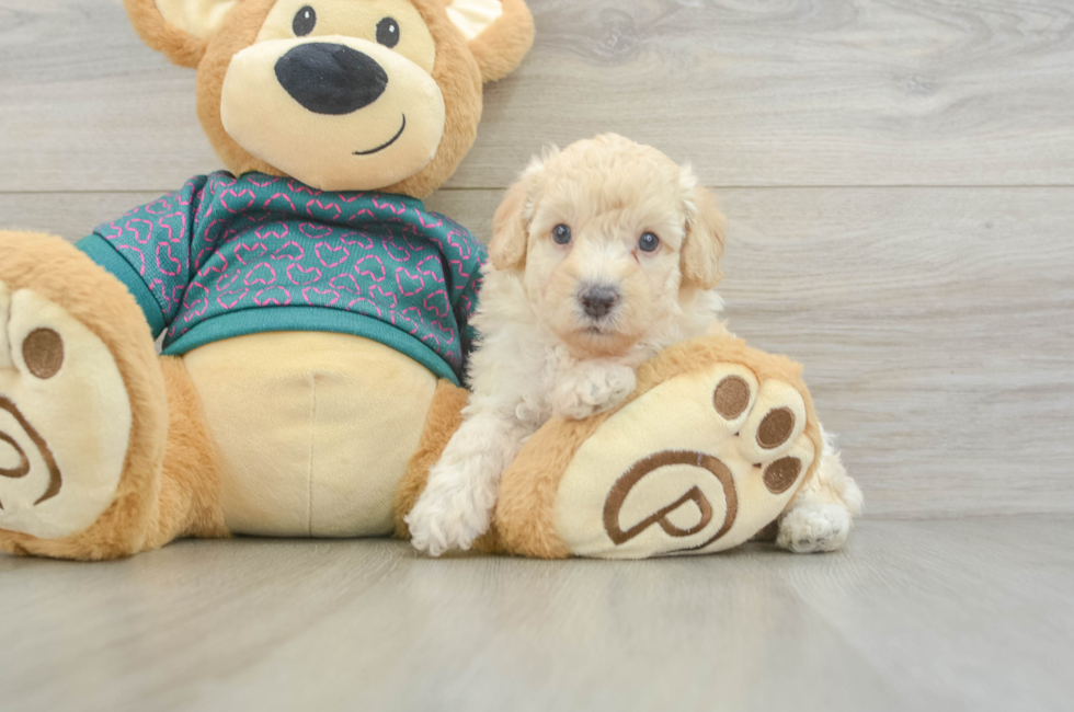5 week old Poodle Puppy For Sale - Puppy Love PR