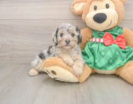 8 week old Poodle Puppy For Sale - Puppy Love PR