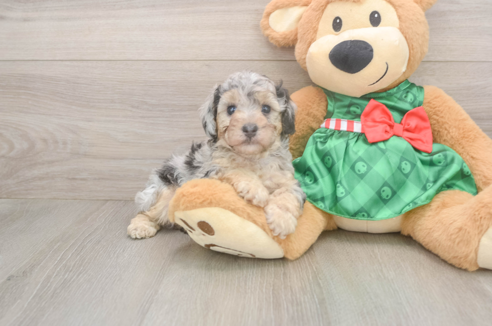 5 week old Poodle Puppy For Sale - Puppy Love PR