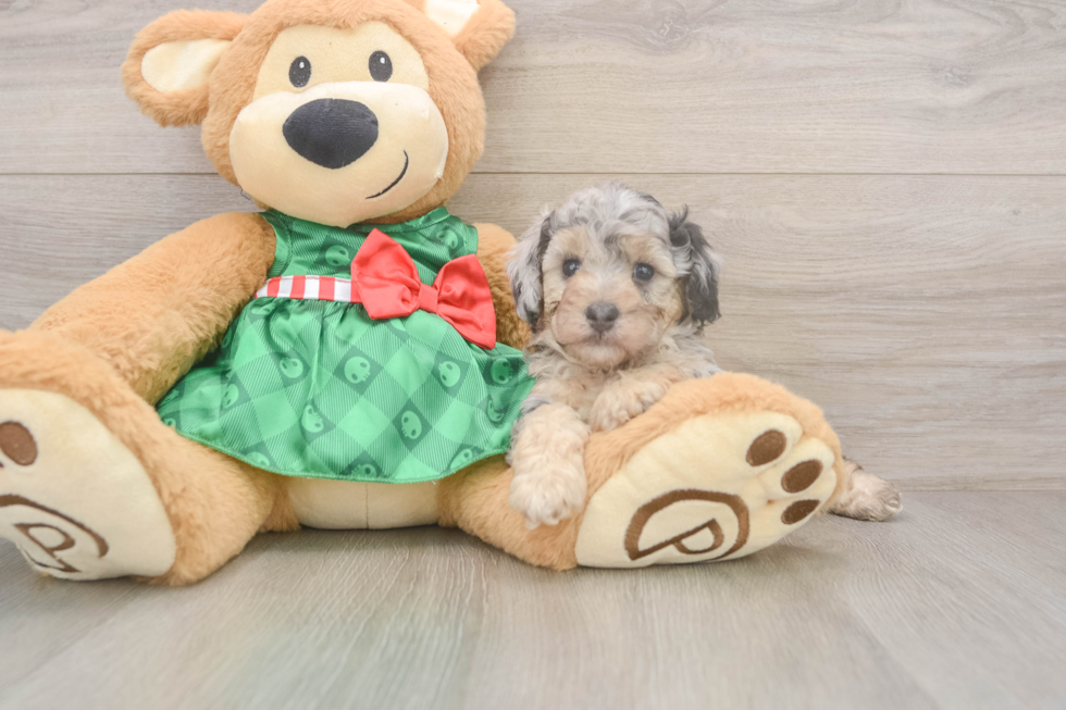 Popular Poodle Purebred Pup