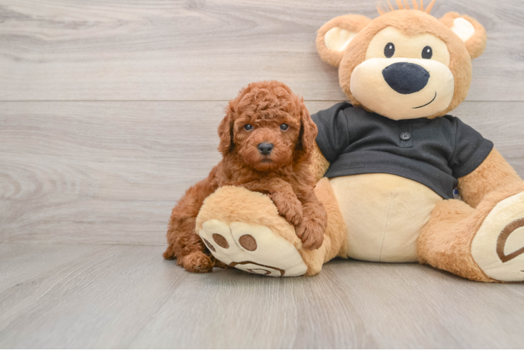 Fluffy Pudel Purebred Puppy