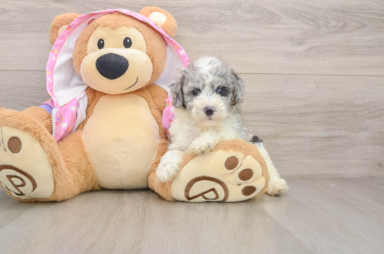 Poodle Pup Being Cute