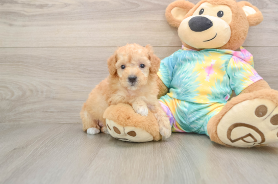 Best Poodle Baby