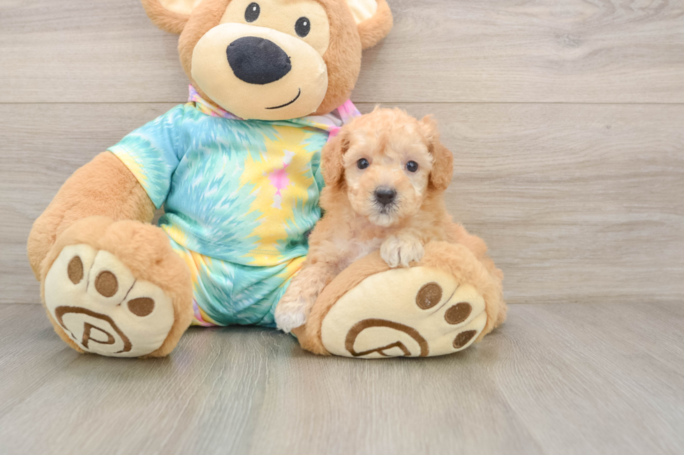 Best Poodle Baby