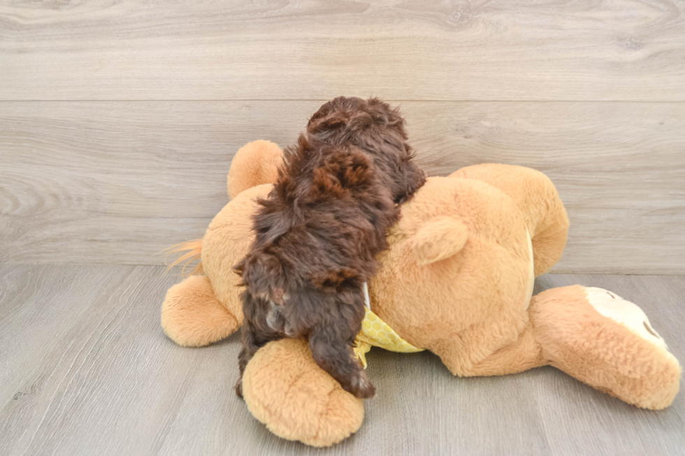 Funny Poodle Baby