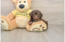 Poodle Pup Being Cute