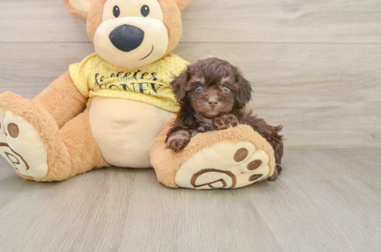 Poodle Pup Being Cute