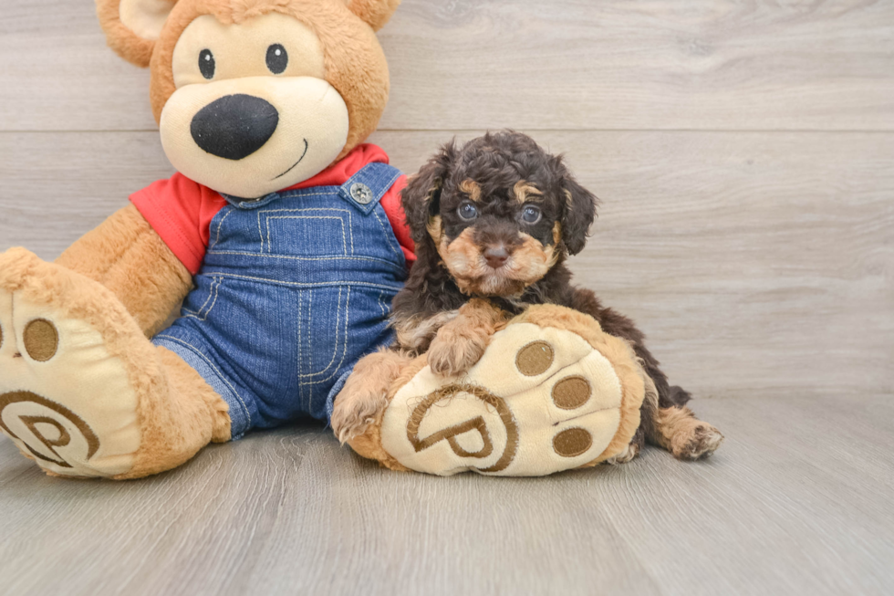 Poodle Pup Being Cute