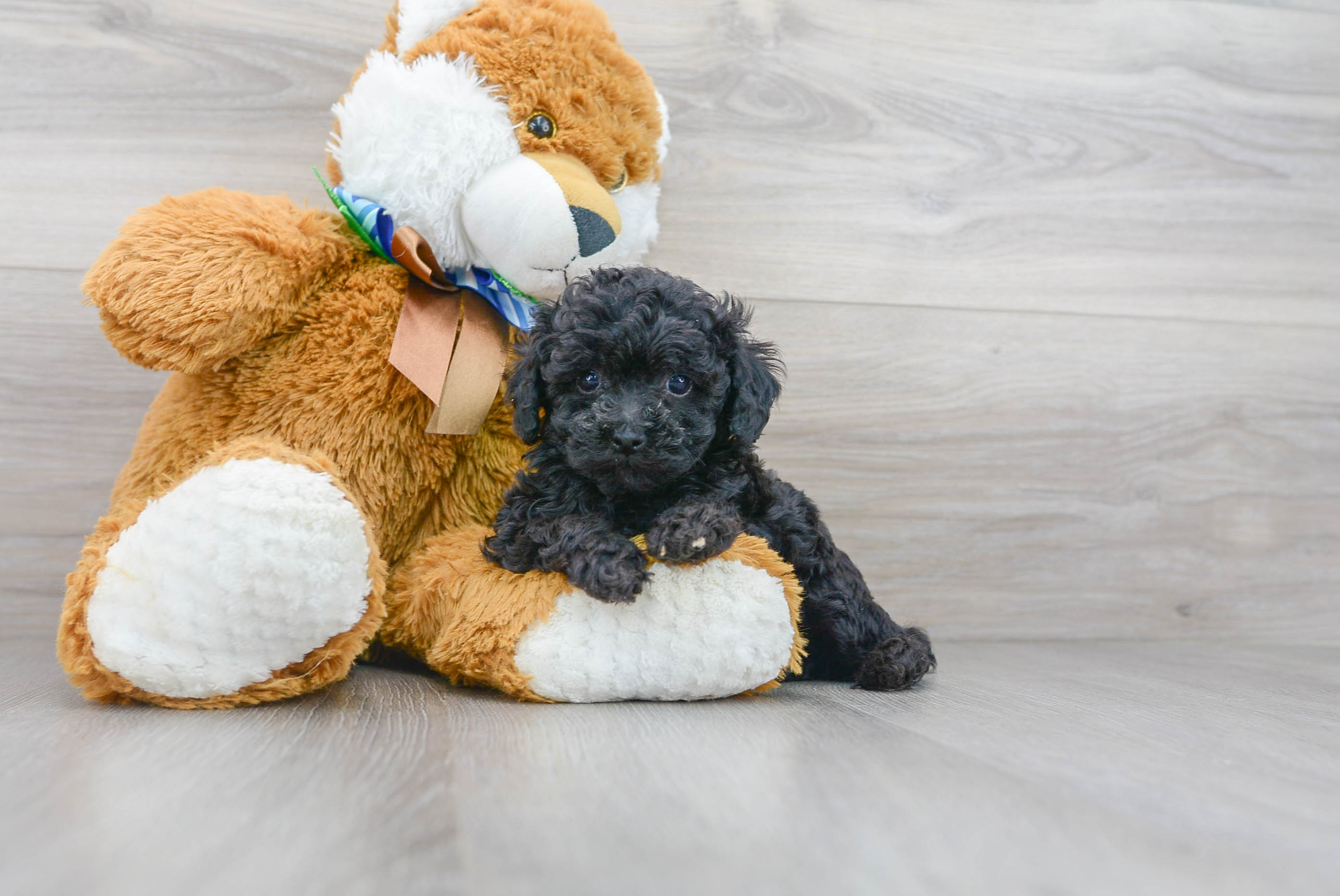 Cute Pudle Purebred Puppy