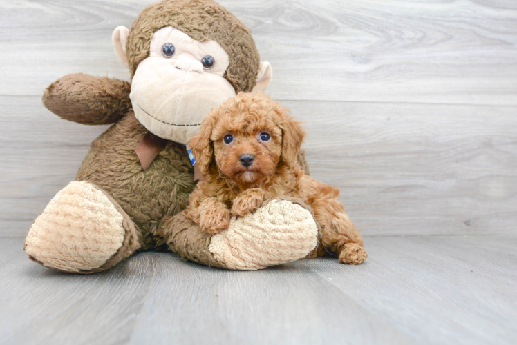 Cute Poodle Purebred Pup