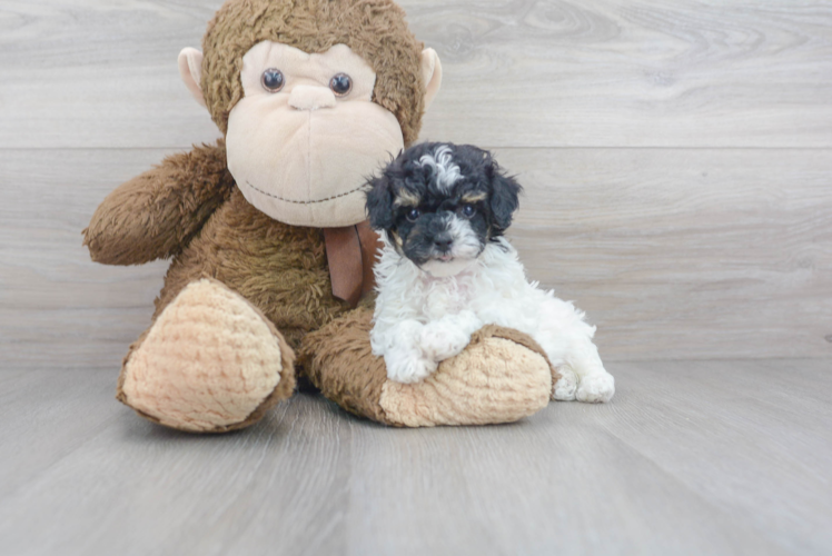 Meet Google - our Poodle Puppy Photo 1/3 - Puppy Love PR Cute Pudle Purebred Puppy