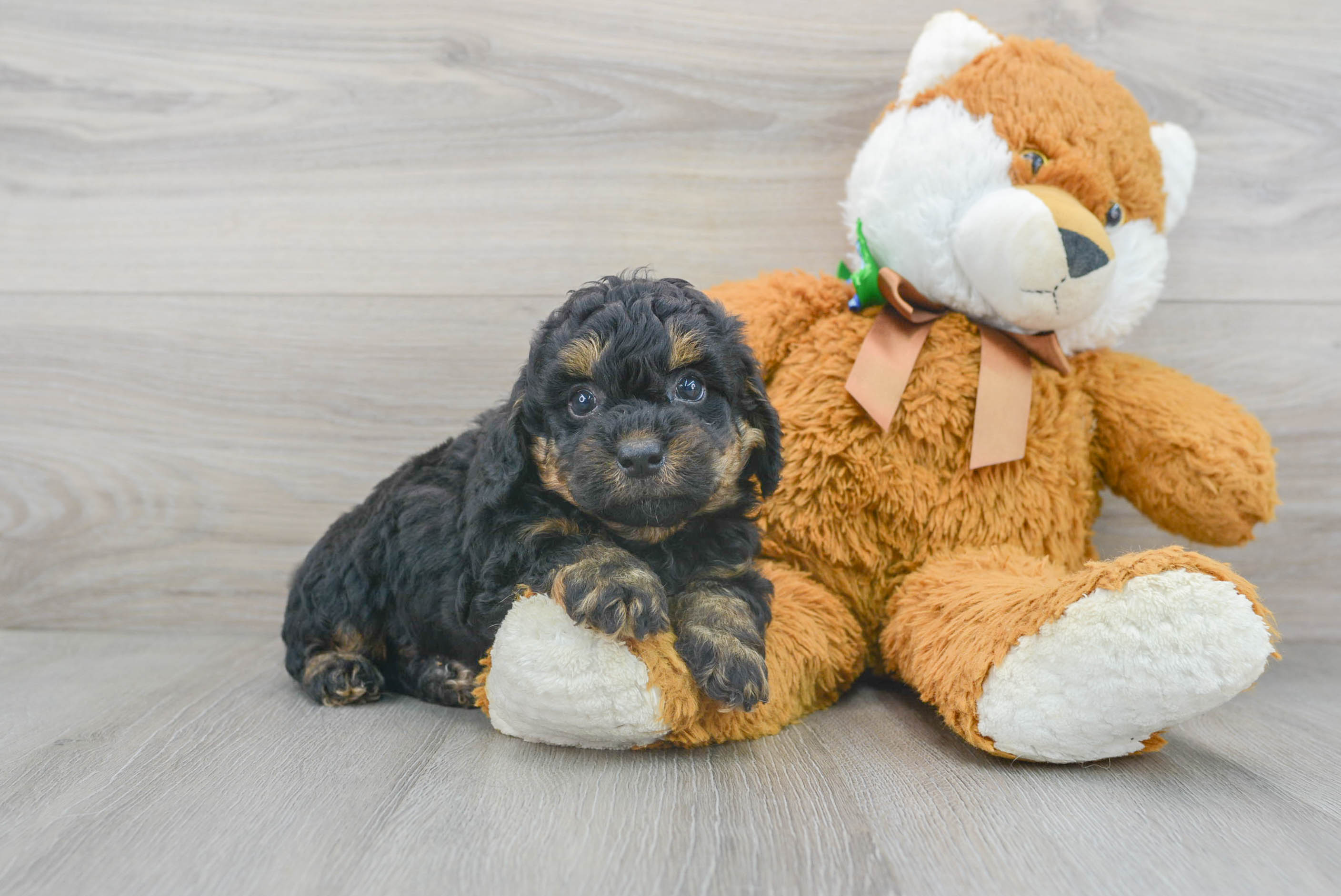 Cute Pudle Purebred Puppy