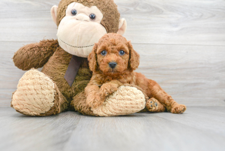 Meet Google - our Poodle Puppy Photo 1/3 - Puppy Love PR Best Poodle Baby