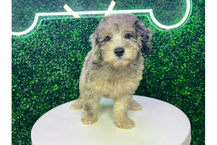 Best Poodle Baby