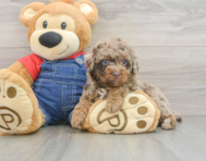 7 week old Poodle Puppy For Sale - Puppy Love PR