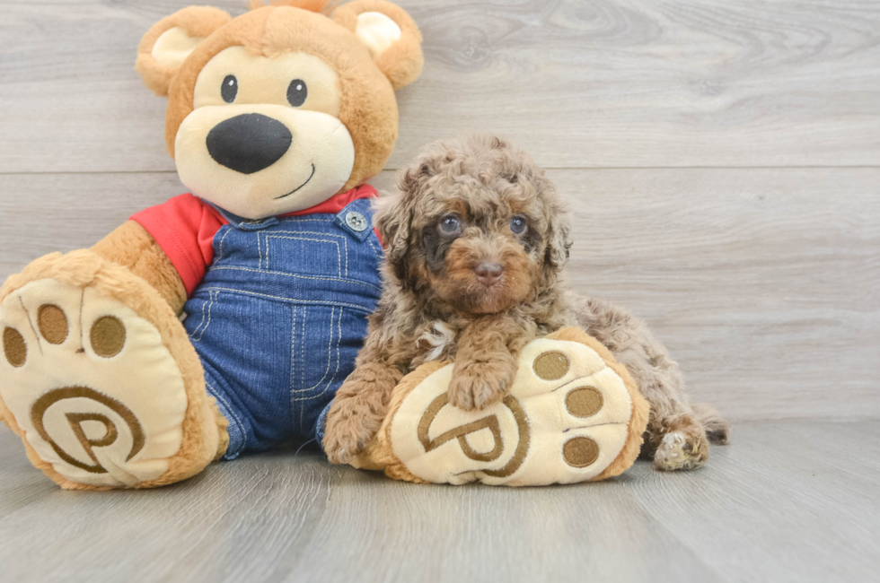 5 week old Poodle Puppy For Sale - Puppy Love PR