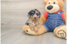 Poodle Puppy for Adoption