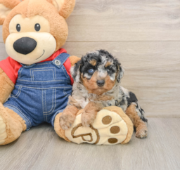6 week old Poodle Puppy For Sale - Puppy Love PR