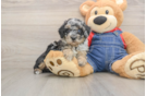 Cute Pudle Purebred Puppy