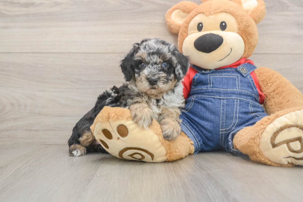 Cute Pudle Purebred Puppy