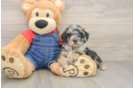 Akc Registered Poodle Purebred Pup