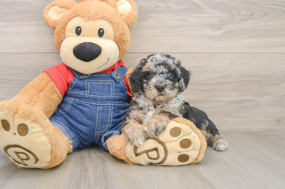 Akc Registered Poodle Purebred Pup