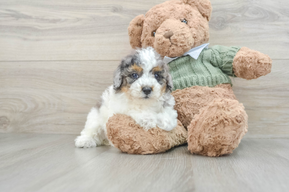 8 week old Poodle Puppy For Sale - Puppy Love PR