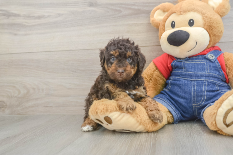 Adorable Pudle Purebred Puppy