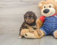 7 week old Poodle Puppy For Sale - Puppy Love PR