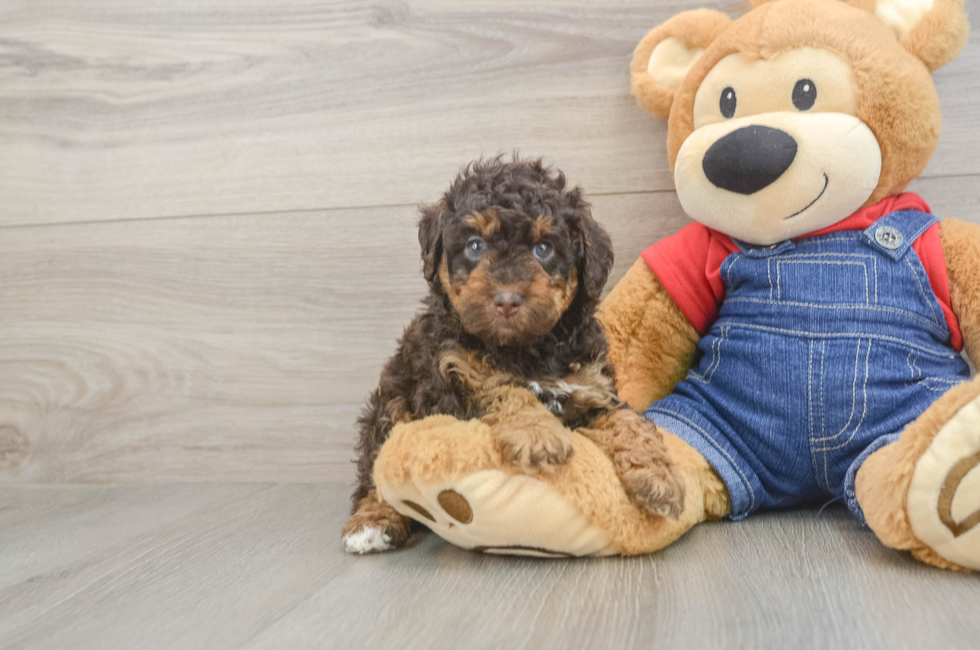 5 week old Poodle Puppy For Sale - Puppy Love PR
