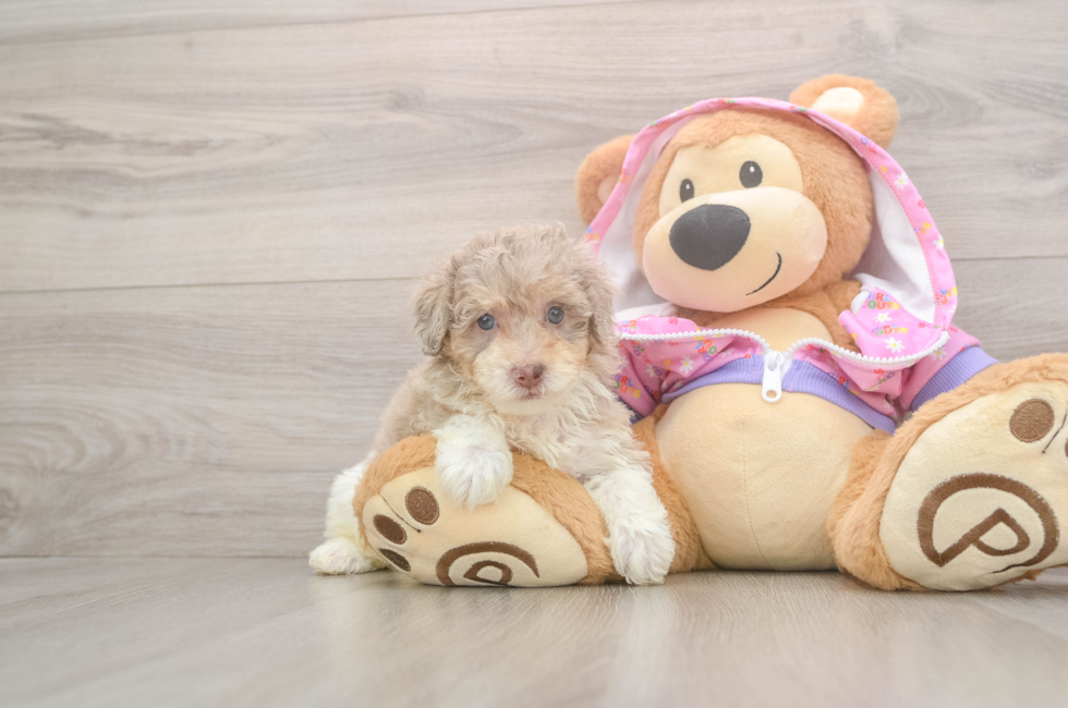 5 week old Poodle Puppy For Sale - Puppy Love PR