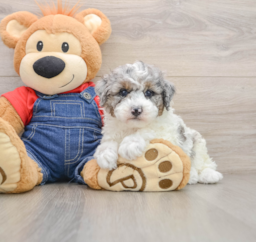 7 week old Poodle Puppy For Sale - Puppy Love PR