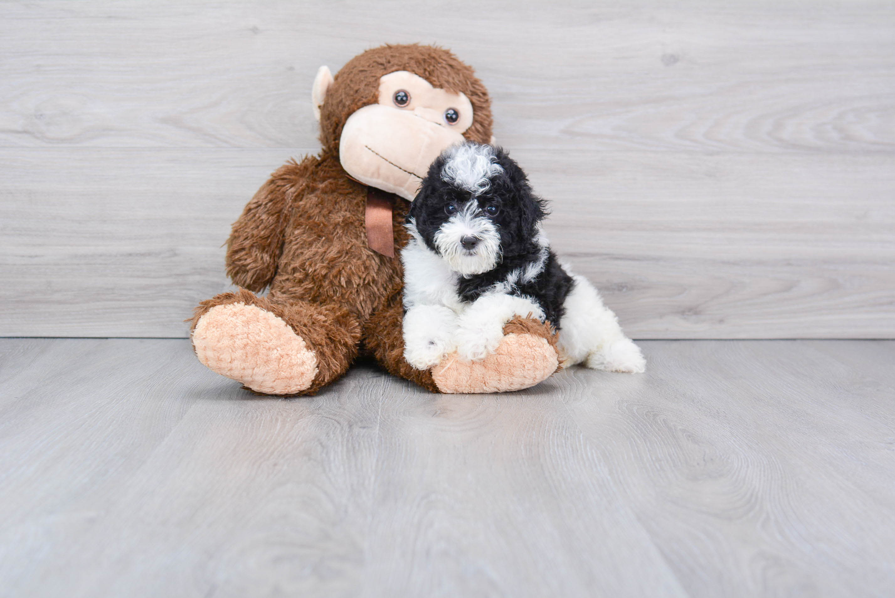 Poodle Puppy for Adoption