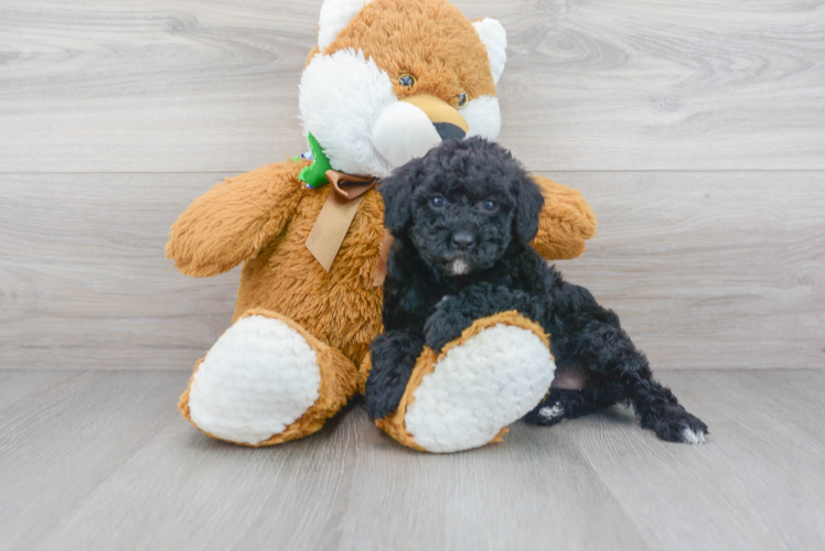 Meet Halsey - our Poodle Puppy Photo 1/3 - Puppy Love PR Cute Poodle Baby