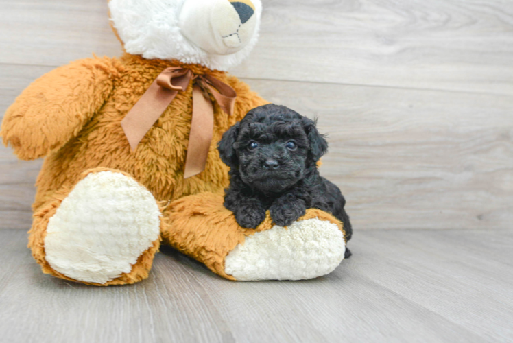 Meet Halsey - our Poodle Puppy Photo 1/3 - Puppy Love PR Best Poodle Baby