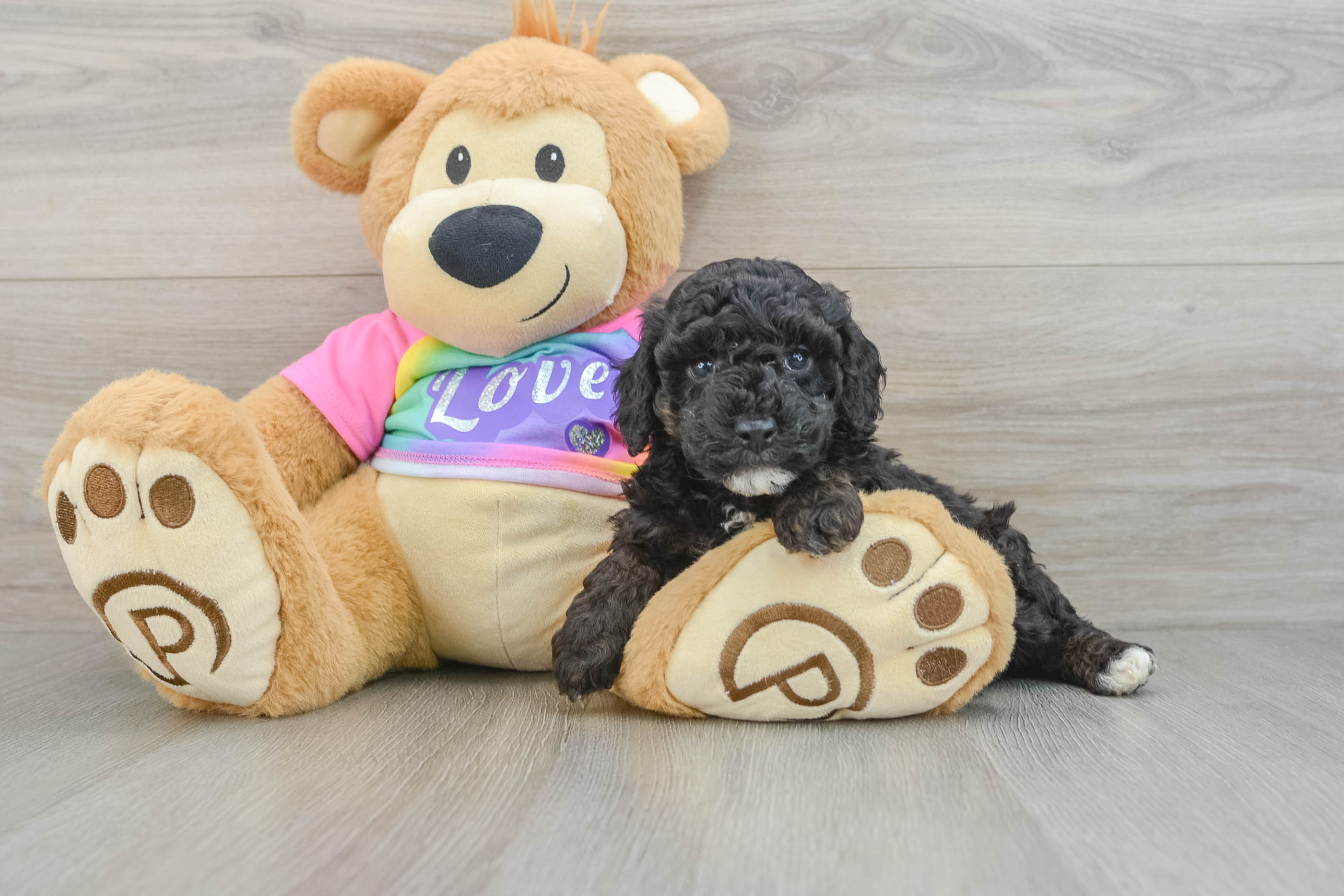 Small Poodle Baby