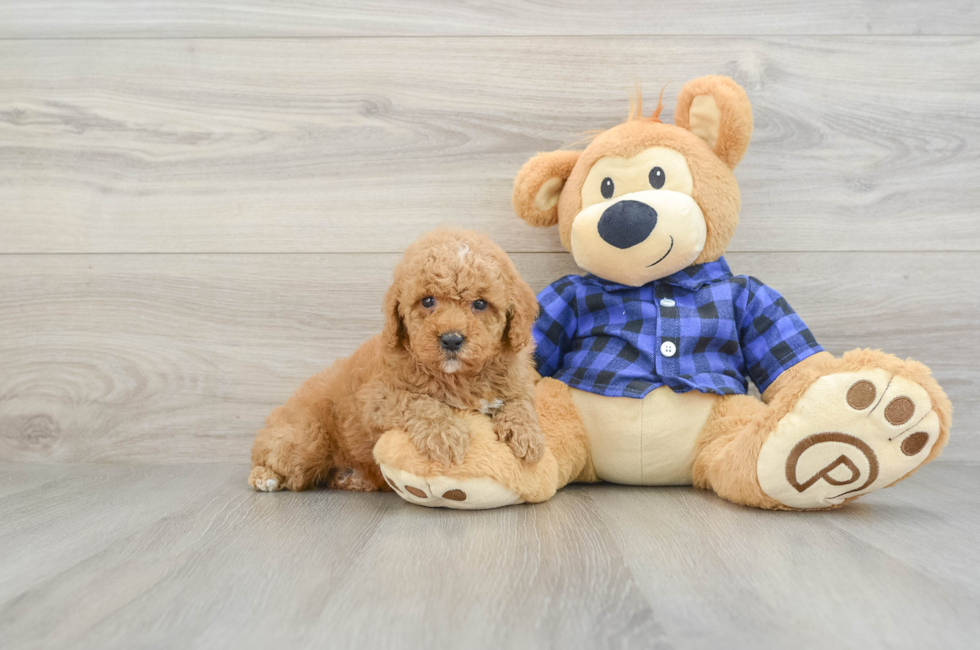 7 week old Poodle Puppy For Sale - Puppy Love PR