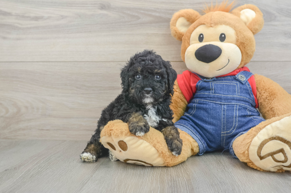 5 week old Poodle Puppy For Sale - Puppy Love PR