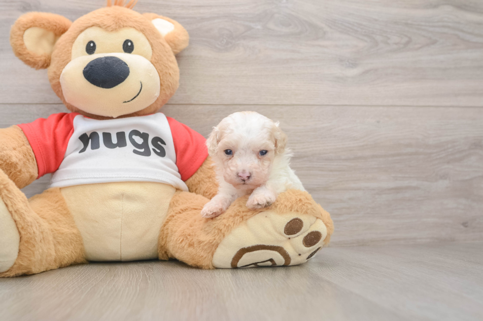 Playful Poodle Purebred Pup
