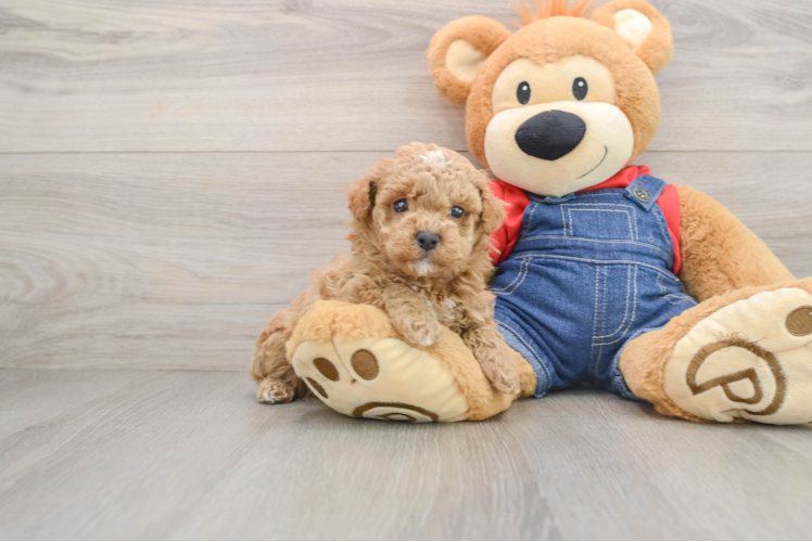 Poodle Puppy for Adoption