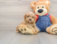 7 week old Poodle Puppy For Sale - Puppy Love PR