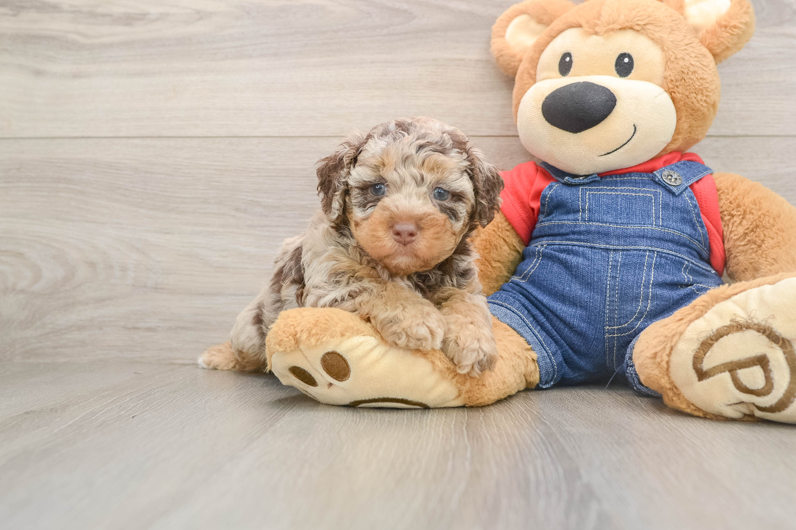 Poodle Pup Being Cute