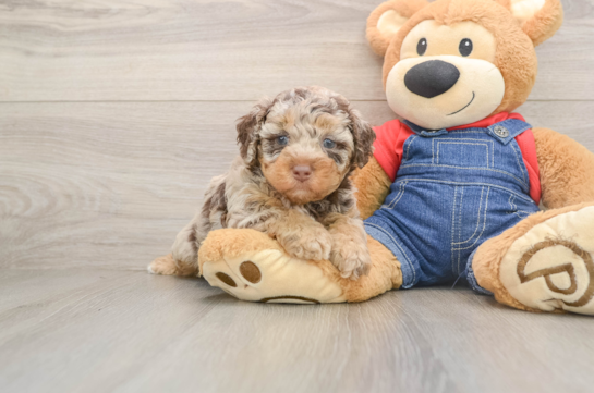 HAROLD, a Poodle littermate