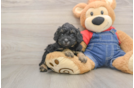Best Poodle Baby