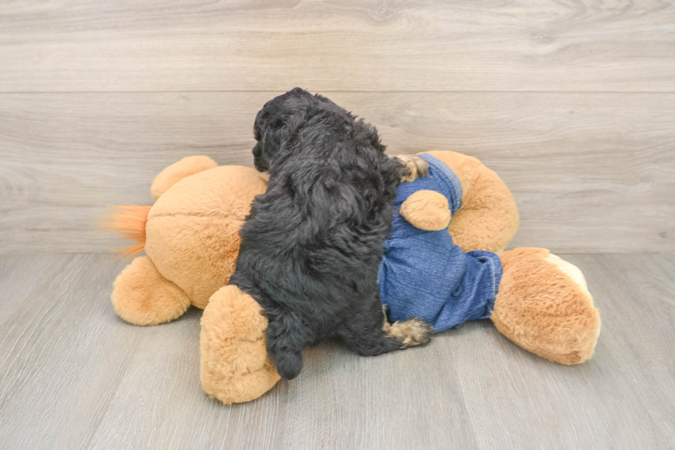 Poodle Puppy for Adoption