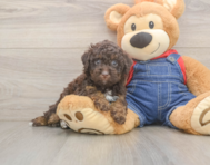7 week old Poodle Puppy For Sale - Puppy Love PR