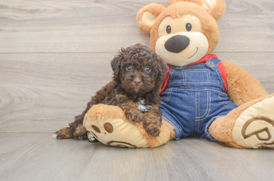 Friendly Poodle Purebred Pup