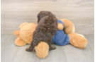 Happy Pudel Purebred Puppy