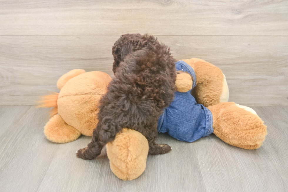 Happy Pudel Purebred Puppy